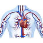 Физиологические корректоры функций сердечно-сосудистой системы